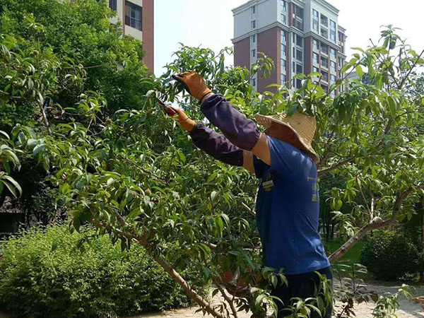 綠化養(yǎng)護(hù)